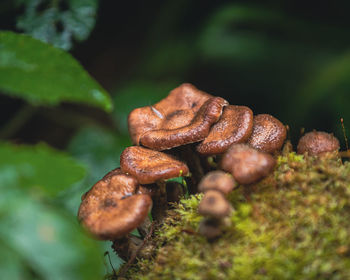 Close-up of mushroom growing outdoors