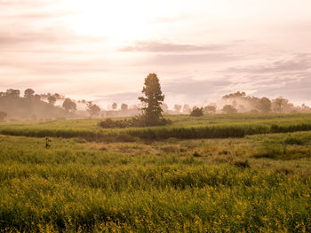 Scenic view of field against sky during sunset