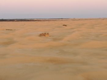 Scenic view of sand dunes against clear sky