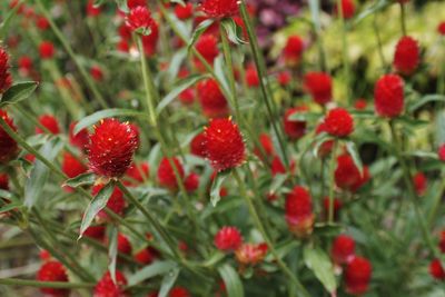 Close-up of red flowers