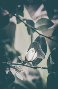 Close-up of white rose on leaves