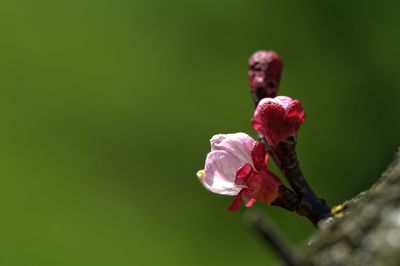 Close-up of pink flower