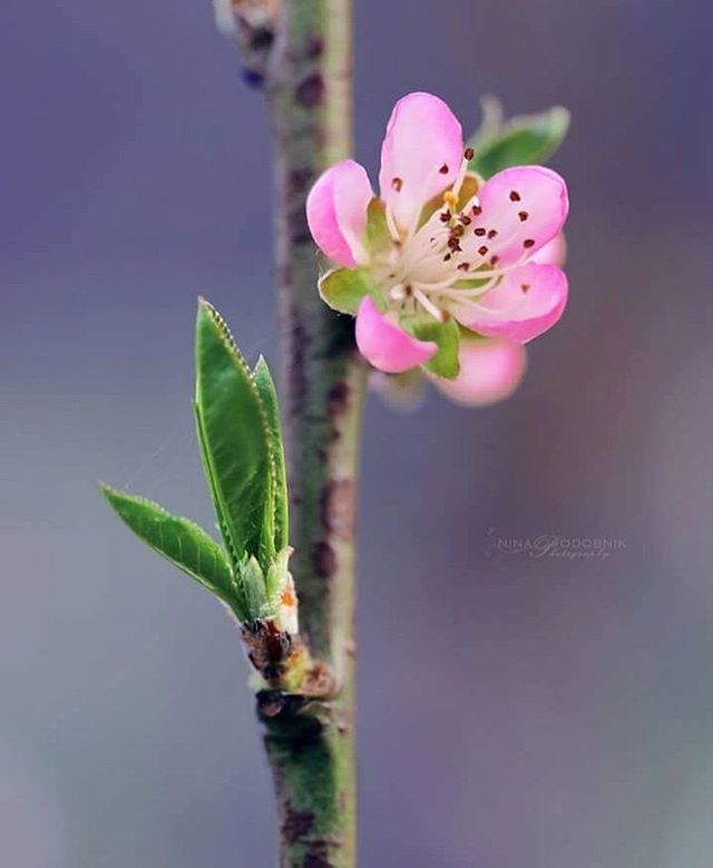 flower, freshness, fragility, petal, beauty in nature, growth, nature, pink color, water, leaf, plant, close-up, flower head, stem, focus on foreground, bud, blooming, reflection, purple, floating on water