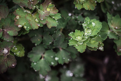 Close up of water droplets on green leaves after a rain.