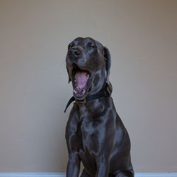 Portrait of dog sitting against wall