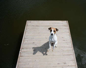 High angle portrait of dog by lake