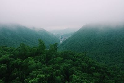 Scenic view of forest in foggy weather