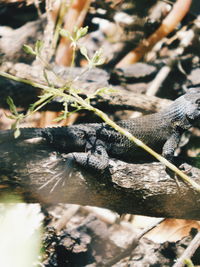 Close-up of lizard