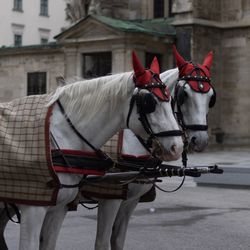 Horse cart in city