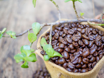 Close-up of coffee beans