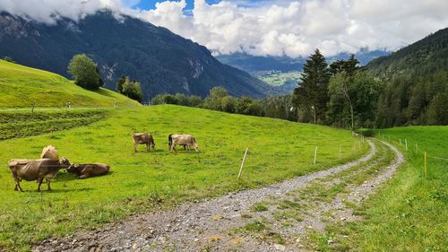 Horses in a field