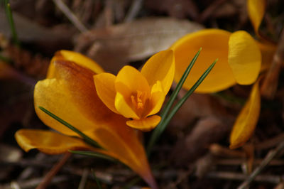 Close-up of yellow crocus flower