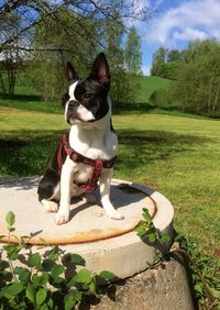 Dog sitting on grass