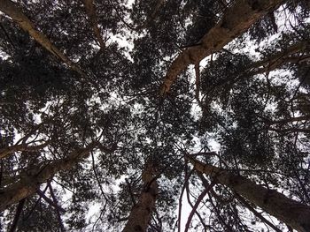 Low angle view of trees