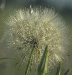 Close-up of white dandelion flower