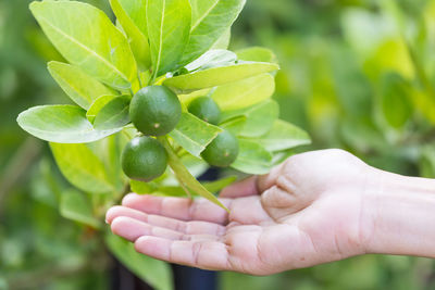 Close-up of hand holding fruit