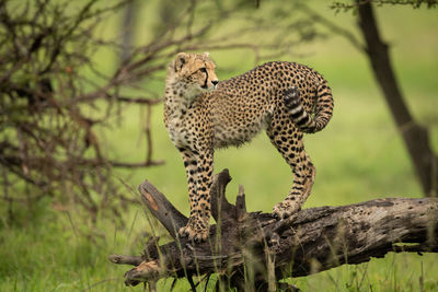 Cheetah cub stands on log looking round