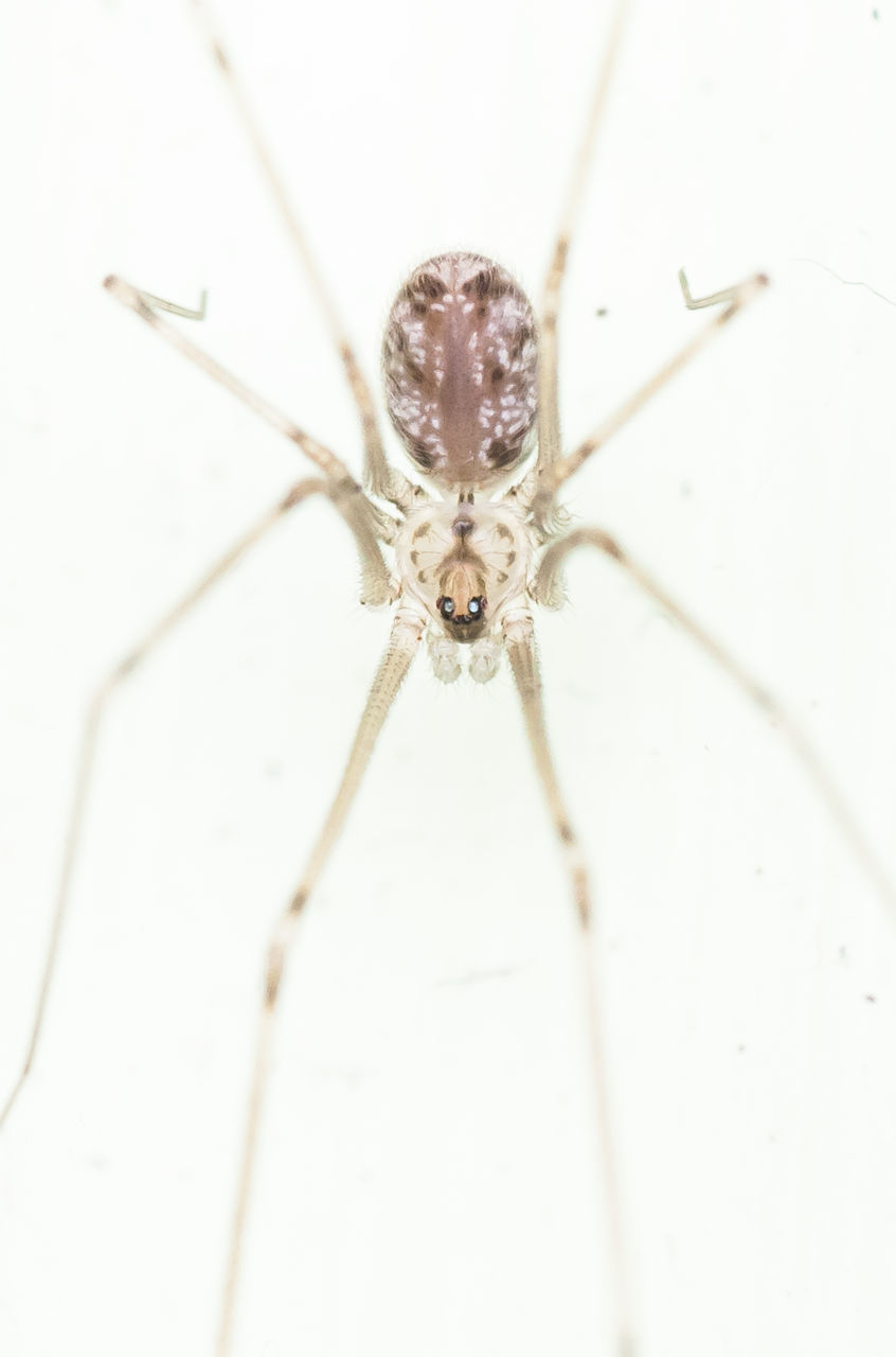 CLOSE-UP OF SPIDER ON A LEAF