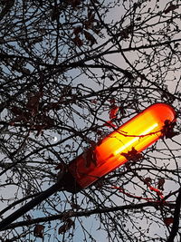 Low angle view of bare tree against orange sky