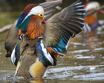 View of birds in lake