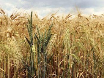 Wheat field against sky