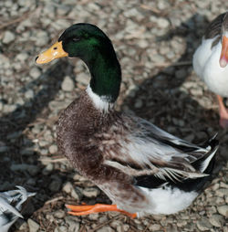 Close-up of mallard duck