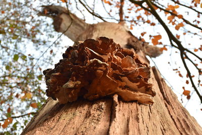 Close-up of dried leaves on tree trunk