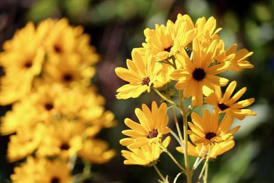 Close-up of yellow flowering plant in park