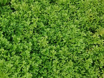 Full frame shot of fresh green plants