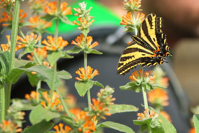 Close-up of butterfly pollinating on orange flower