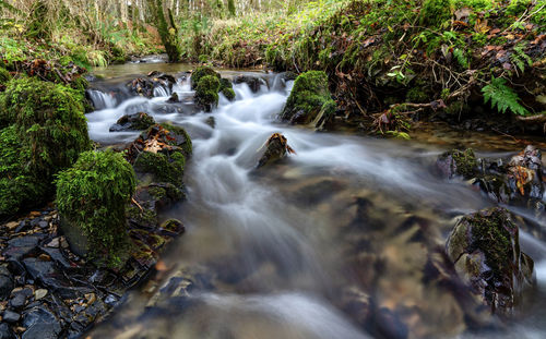 Stream flowing through rocks in forest