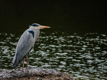 Bird perching on a lake