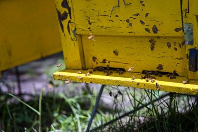 Close-up of yellow rusty metal