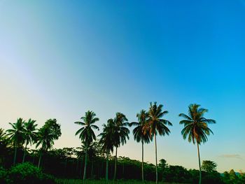 Low angle view of coconut palm trees against blue sky