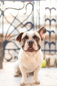 French bulldog sitting in budapest city