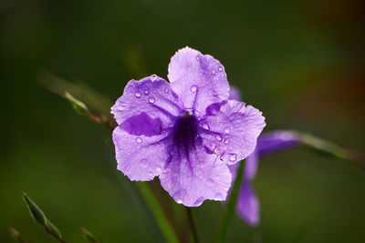 Close-up of water drops on flower