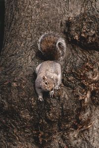 High angle view of squirrel on tree trunk