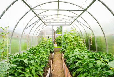 Low angle view of plants in greenhouse