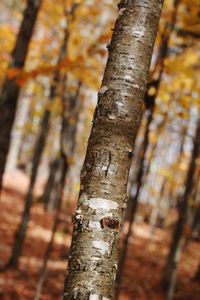 Close-up of tree trunk in forest