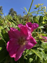 Close-up of pink flowering plant