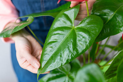 The girl wipes the large green leaves near the anthurium flowerpot from dust, the shine of the leaf