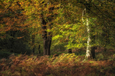Trees in forest during autumn