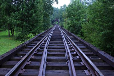 Railroad track amidst trees in forest