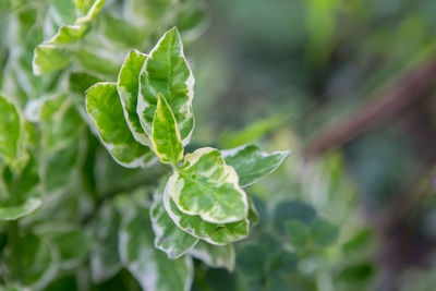 Close-up of fresh green leaves