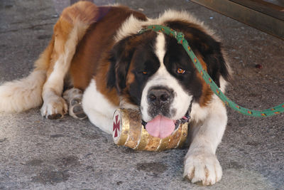 Close-up portrait of dog