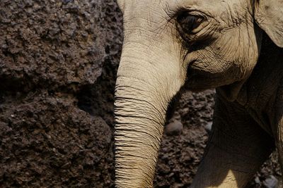 Close-up of elephant