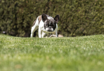 Portrait of dog running on grass
