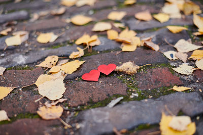 Close-up of autumn leaves on ground