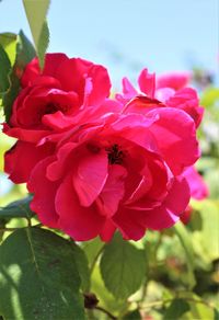 Close-up of red rose