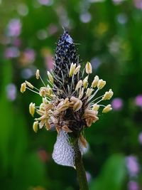 Close-up of wilted plant